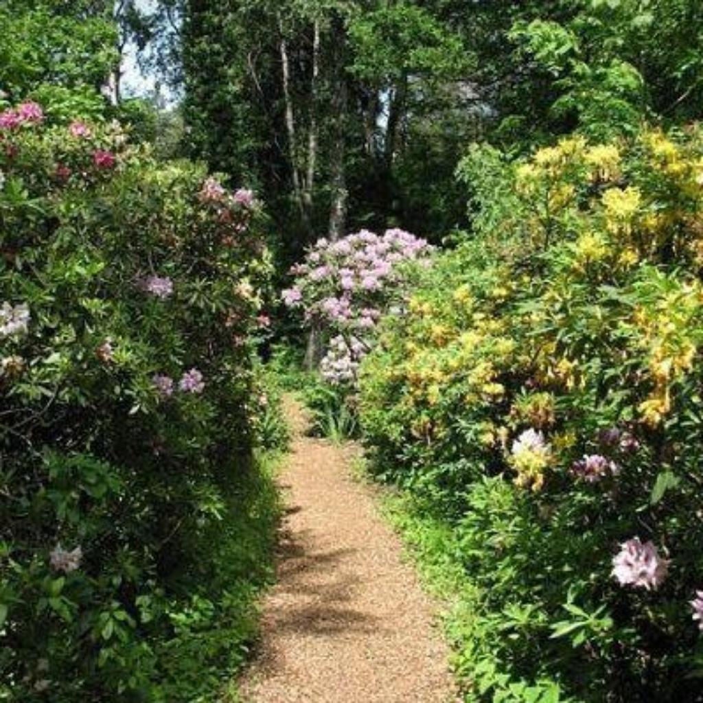 https://pixabay.com/photos/walk-forest-green-plants-114462/